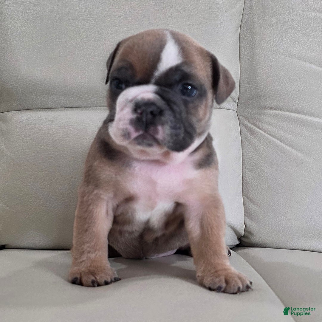 English Bulldog dogs for sale: Amber - Ad 4