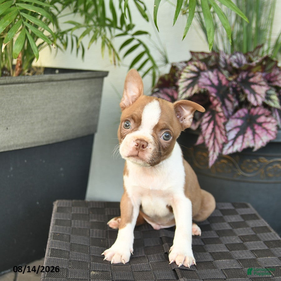 Boston Terrier dogs West  - Ad 1