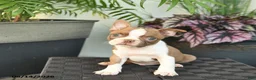 Boston Terrier dogs for sale: West  - Ad 1
