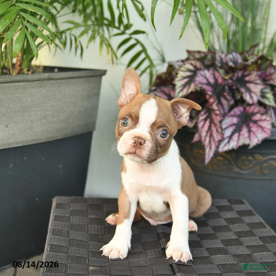 Boston Terrier dogs for sale: West  - Ad 1