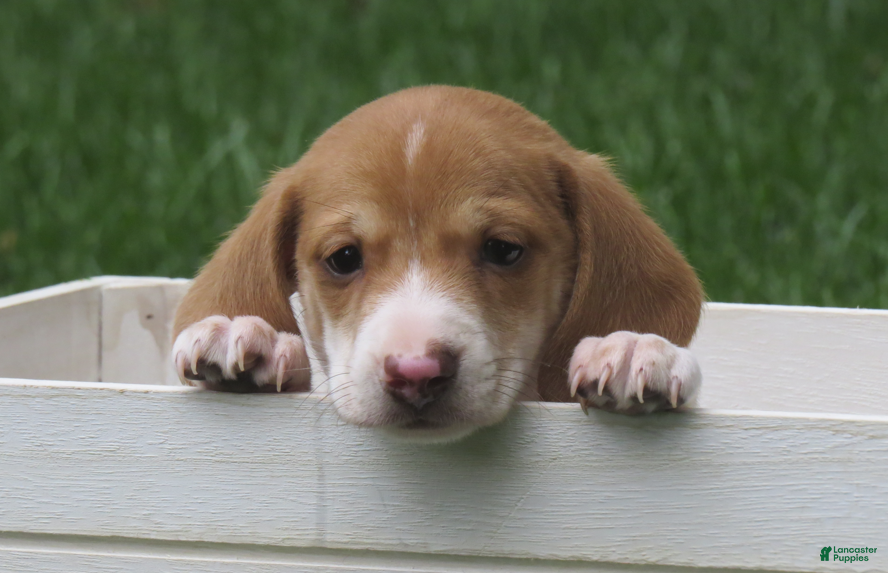 Miniature Dachshund dogs Smores - Ad 1