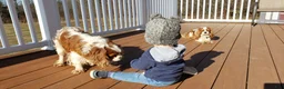 Cavalier King Charles Spaniel dogs for sale: Spot - Ad 5