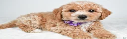 Bichpoo dogs for sale: Sasha - Ad 6