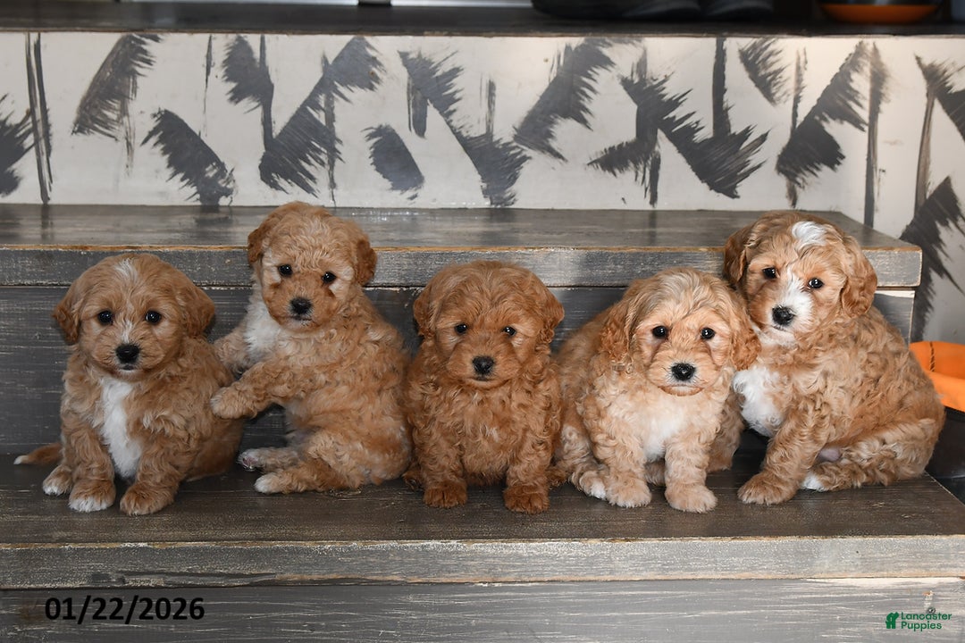 Bichpoo dogs for sale: Candy - Ad 2