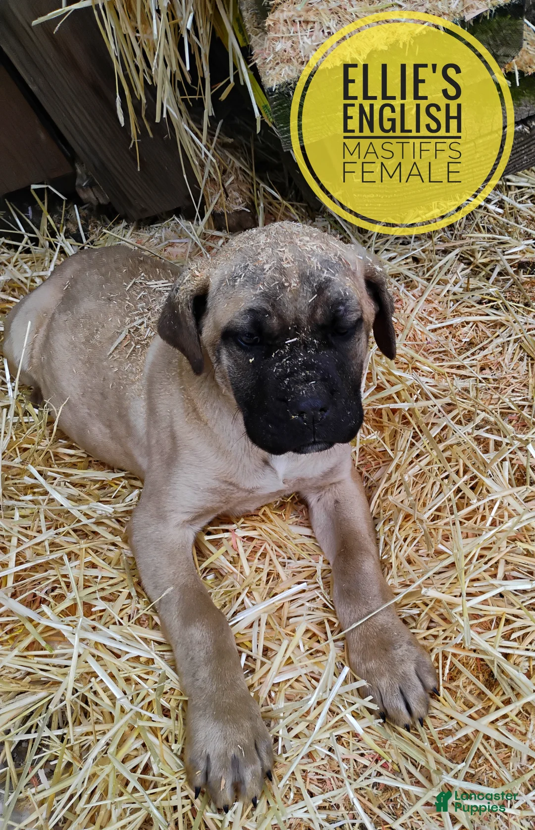 English Mastiff dogs for sale: English Mastiff Puppy 1 - Ad 2