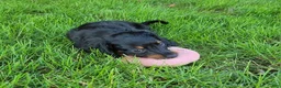 Miniature Dachshund dogs for sale: Vander - Ad 10