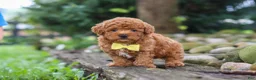 Miniature Poodle dogs for sale: Jax - Ad 5