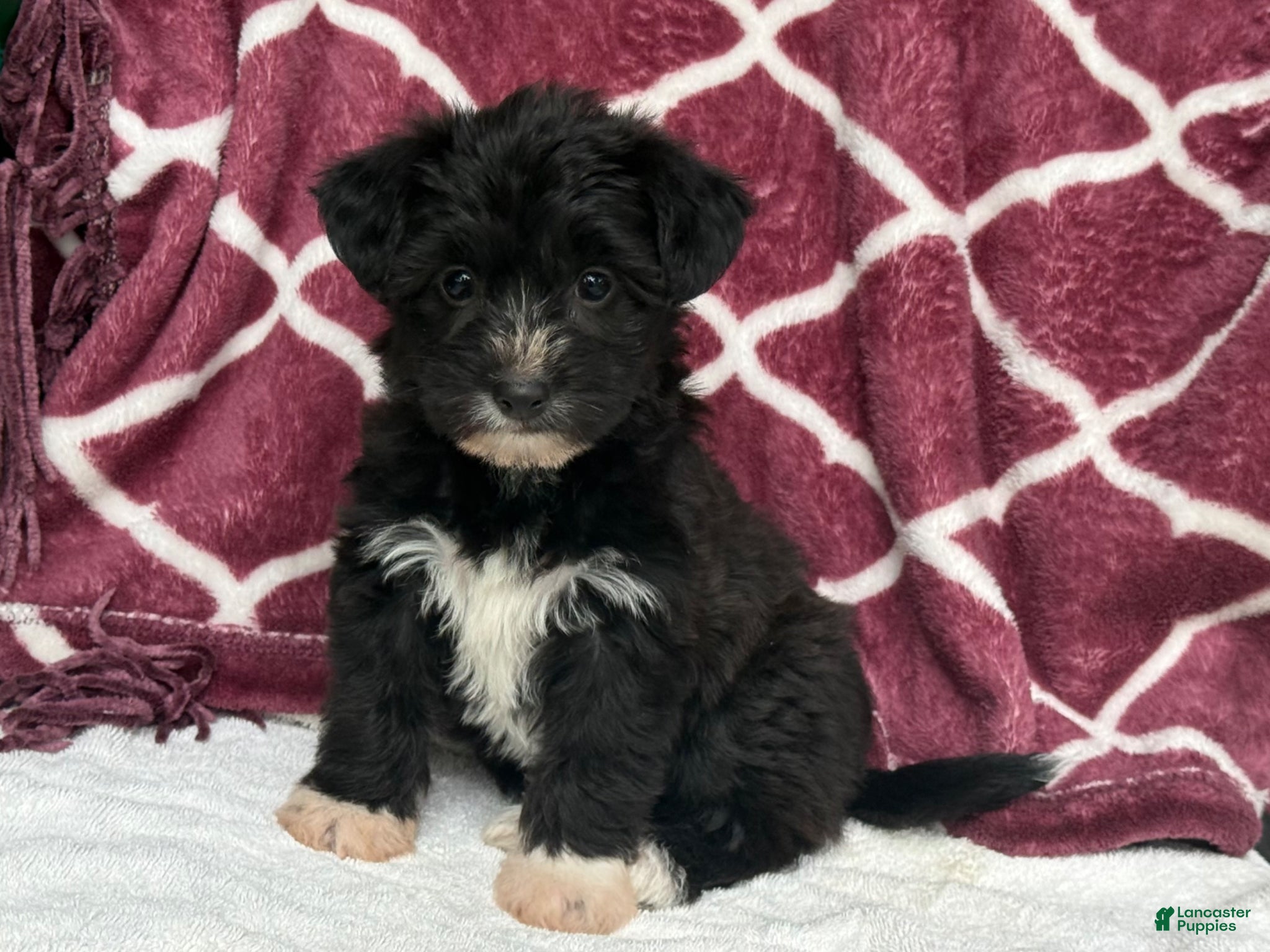 Yochon dogs Dixie - Ad 2