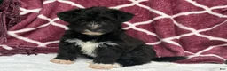 Yochon dogs for sale: Dixie - Ad 2