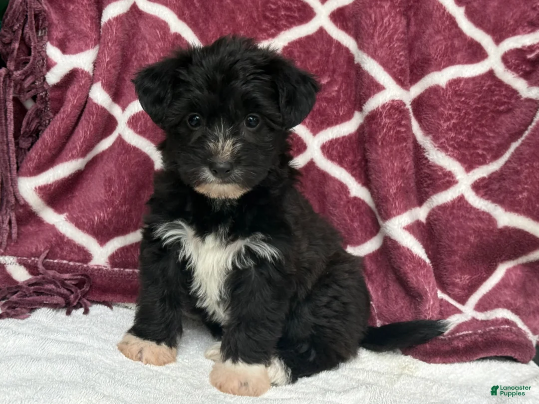 Yochon dogs for sale: Dixie - Ad 2