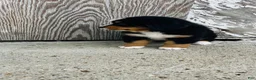 Bernese Mountain Dog dogs for sale: Vivienne - Ad 8