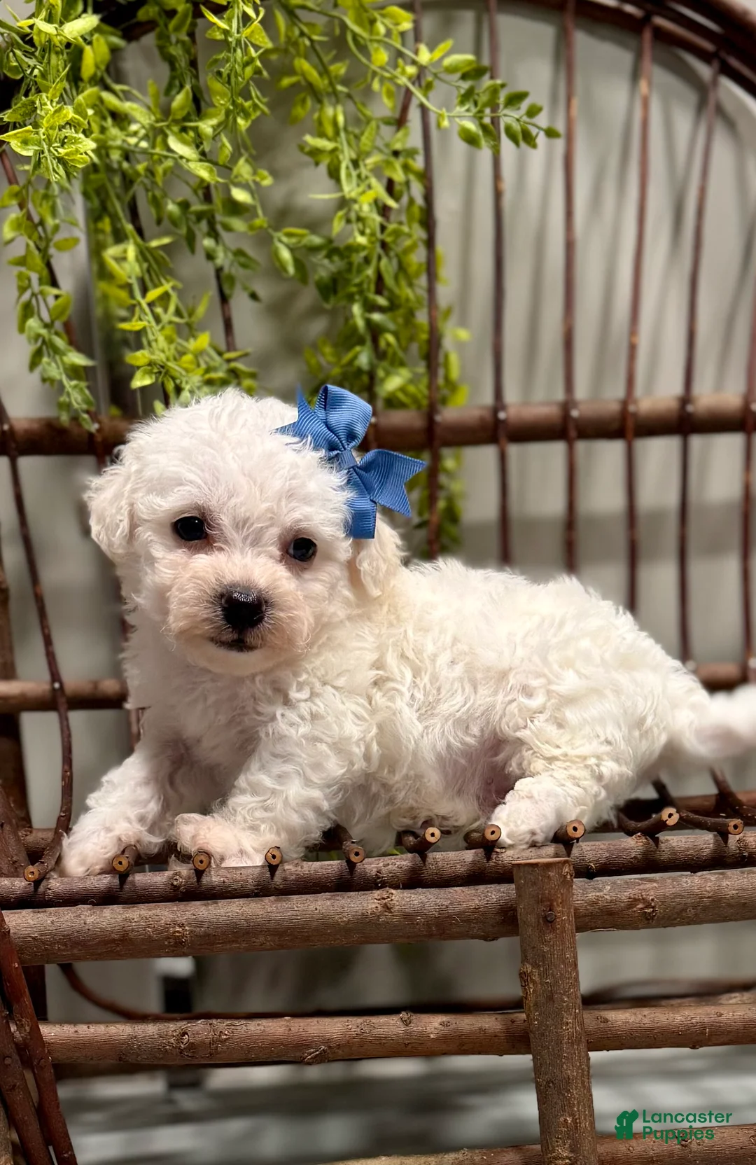 Bichon Frise dogs for sale: ACA Mickey - Ad 1