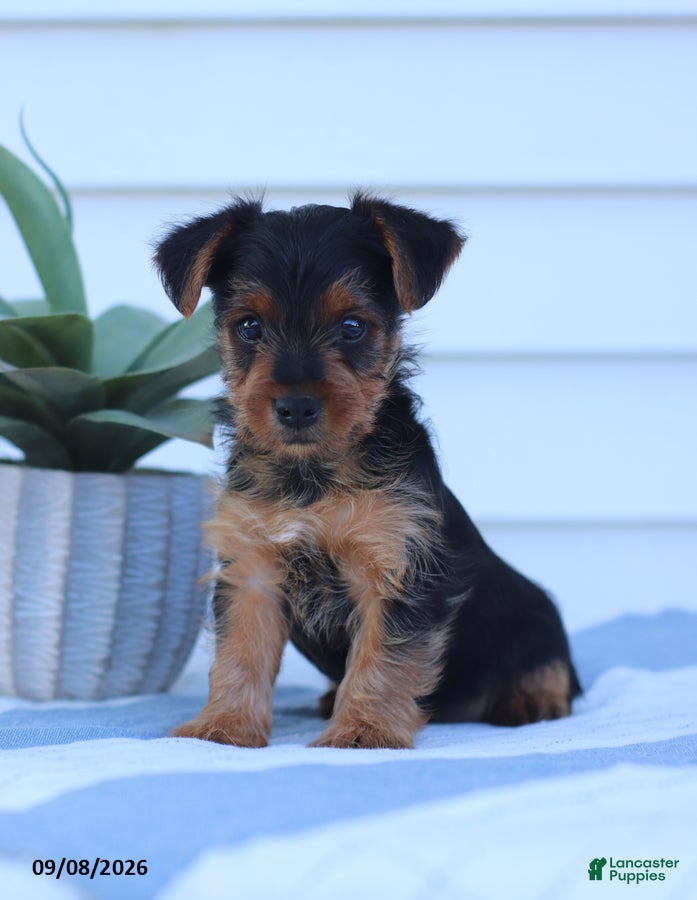 Yorkshire Terrier dogs Wiggles - Ad 2