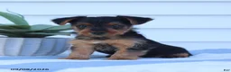 Yorkshire Terrier dogs for sale: Wiggles - Ad 2