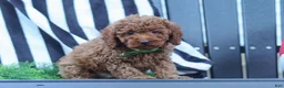 Miniature Poodle dogs for sale: Adam - Ad 3