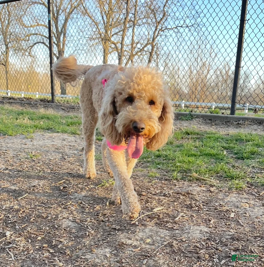 Goldendoodle dogs for sale: Goldendoodle 2 - Ad 2