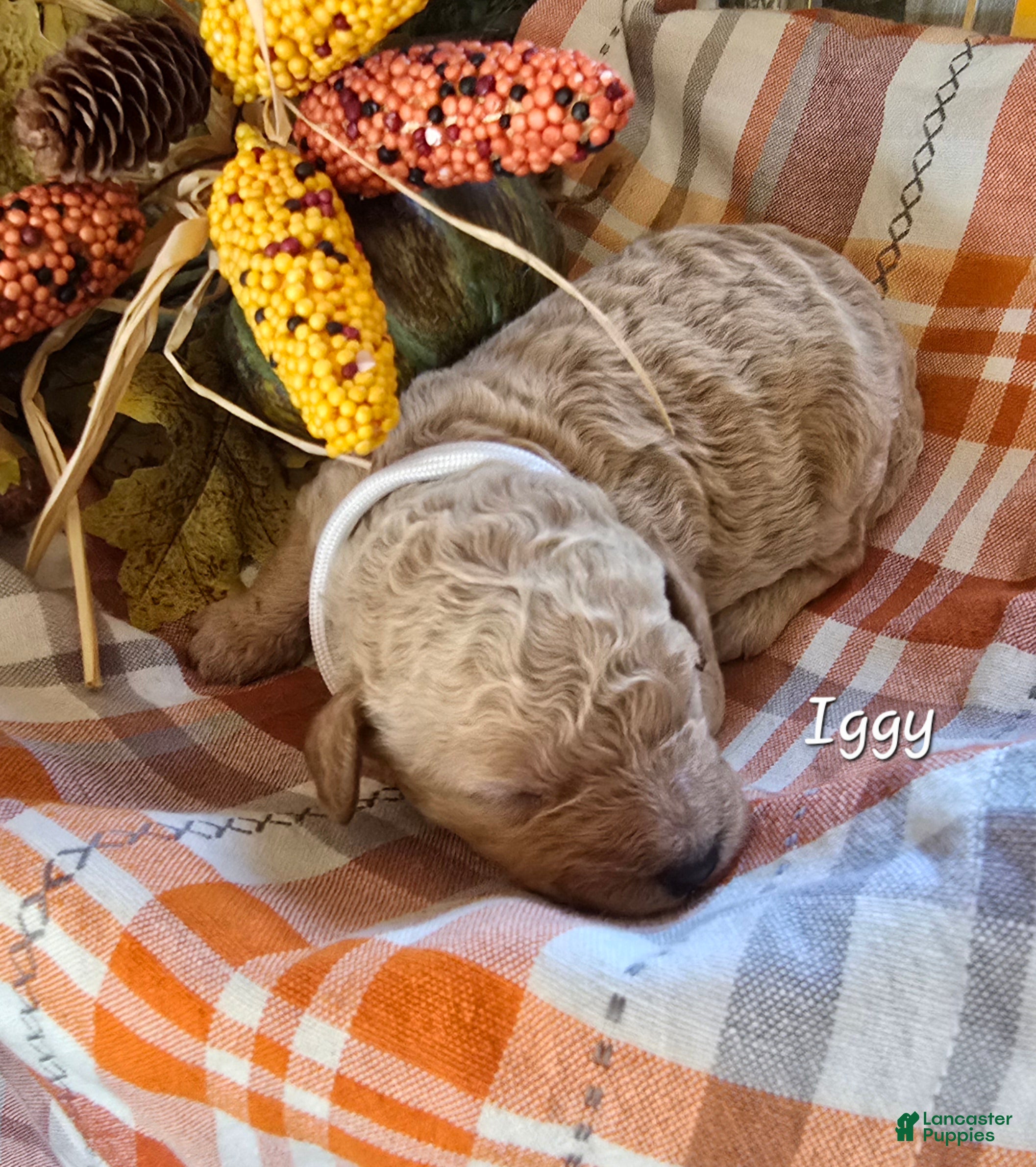 Goldendoodle dogs for sale: Mini Goldendoodle 9 - Ad 36