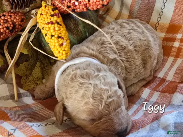 Goldendoodle dogs for sale: Mini Goldendoodle 9 - Ad 36