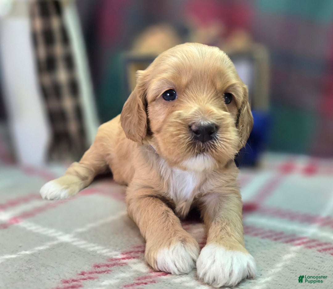 Cockapoo dogs for sale: Captain Walden - Ad 3