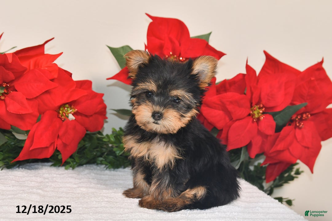 Yorkshire Terrier dogs for sale: Jenny - Ad 4