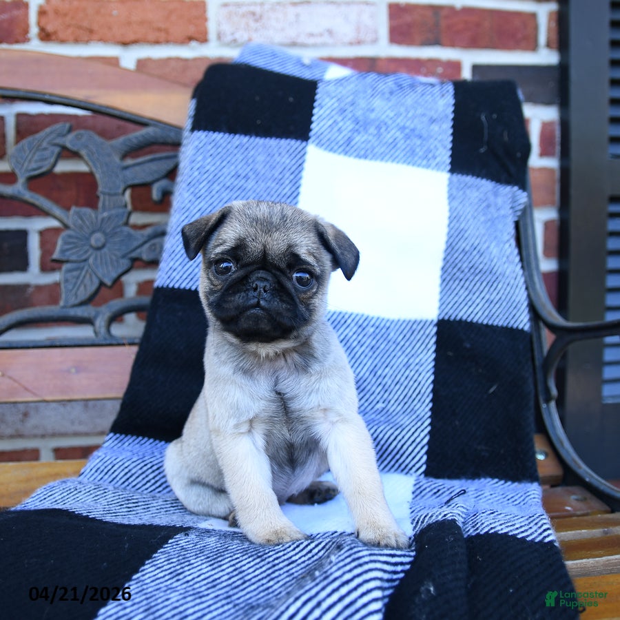 Pug dogs Tonya - Ad 2