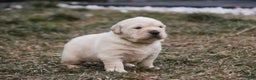 Golden Retriever dogs for sale: Riggs - Ad 11