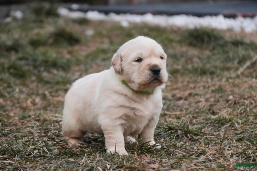 Golden Retriever dogs for sale: Riggs - Ad 11