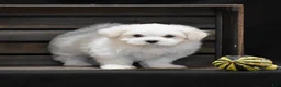Maltese dogs for sale: Milo - Ad 8