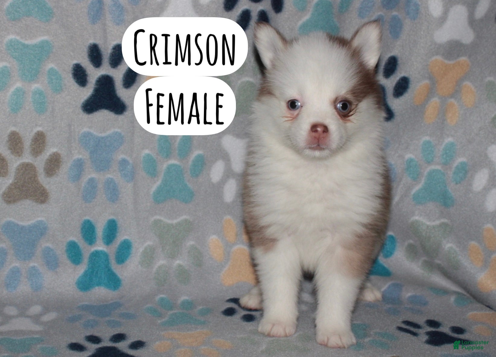 Pomsky dogs Crimson - Ad 1