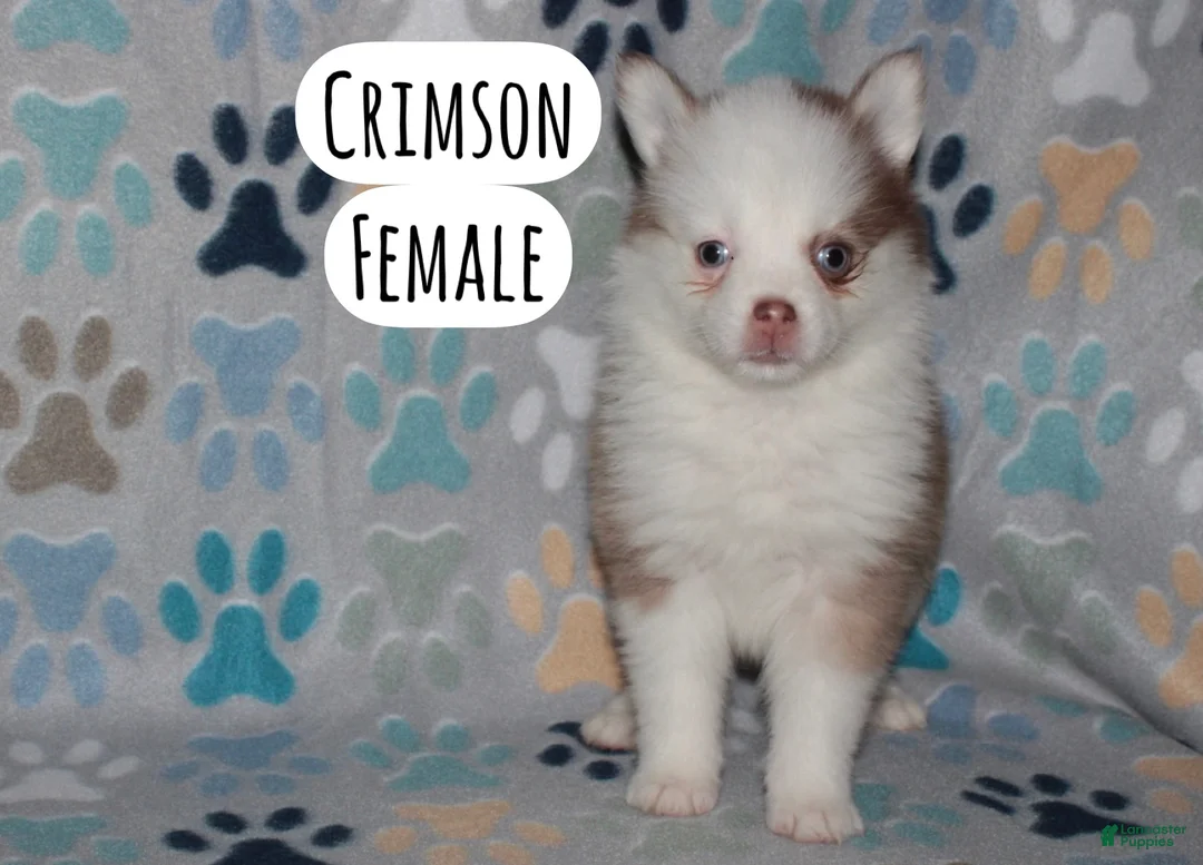 Pomsky dogs for sale: Crimson - Ad 1