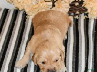 Golden Retriever dogs Ben Golden Retriever Puppy - Ad 25