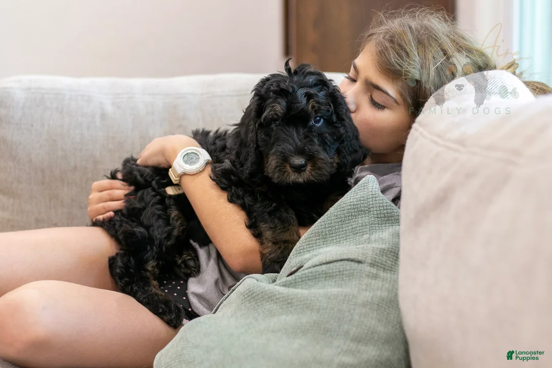 Bernedoodle dogs for sale: Acadia - Ad 1