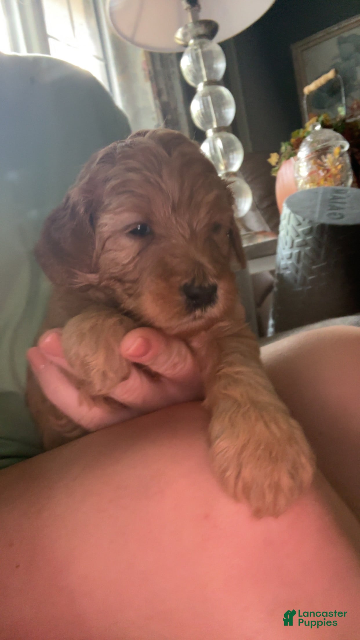 Goldendoodle dogs Goldendoodle 4 - Ad 35