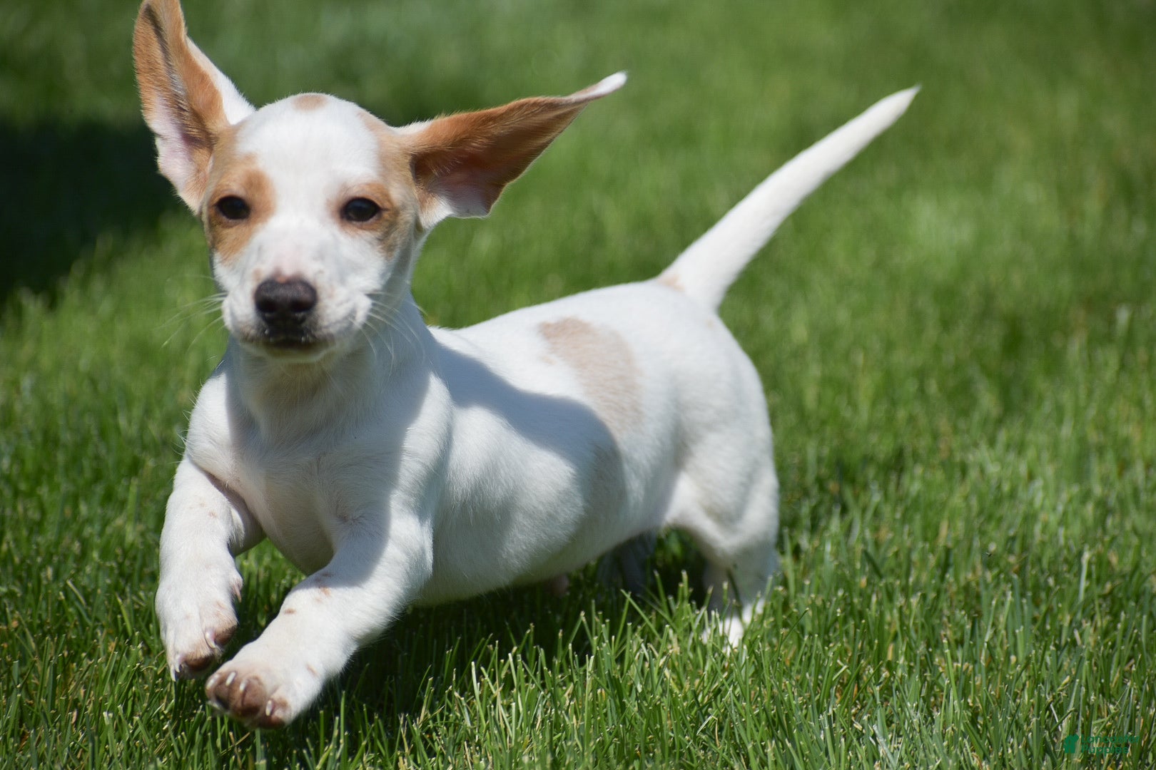 Miniature Dachshund dogs Noah - Ad 2