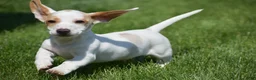 Miniature Dachshund dogs for sale: Noah - Ad 2