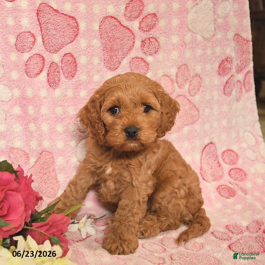 Cockapoo dogs Jarett  - Ad 1