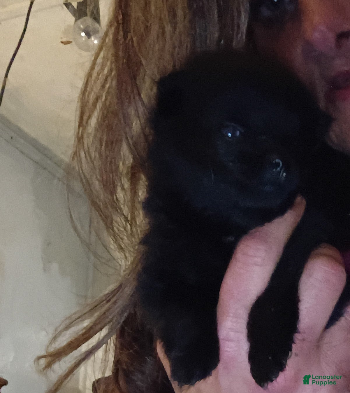 Pomeranian dogs Pomeranian Puppy 2 - Ad 4