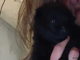 Pomeranian dogs Pomeranian Puppy 2 - Ad 10