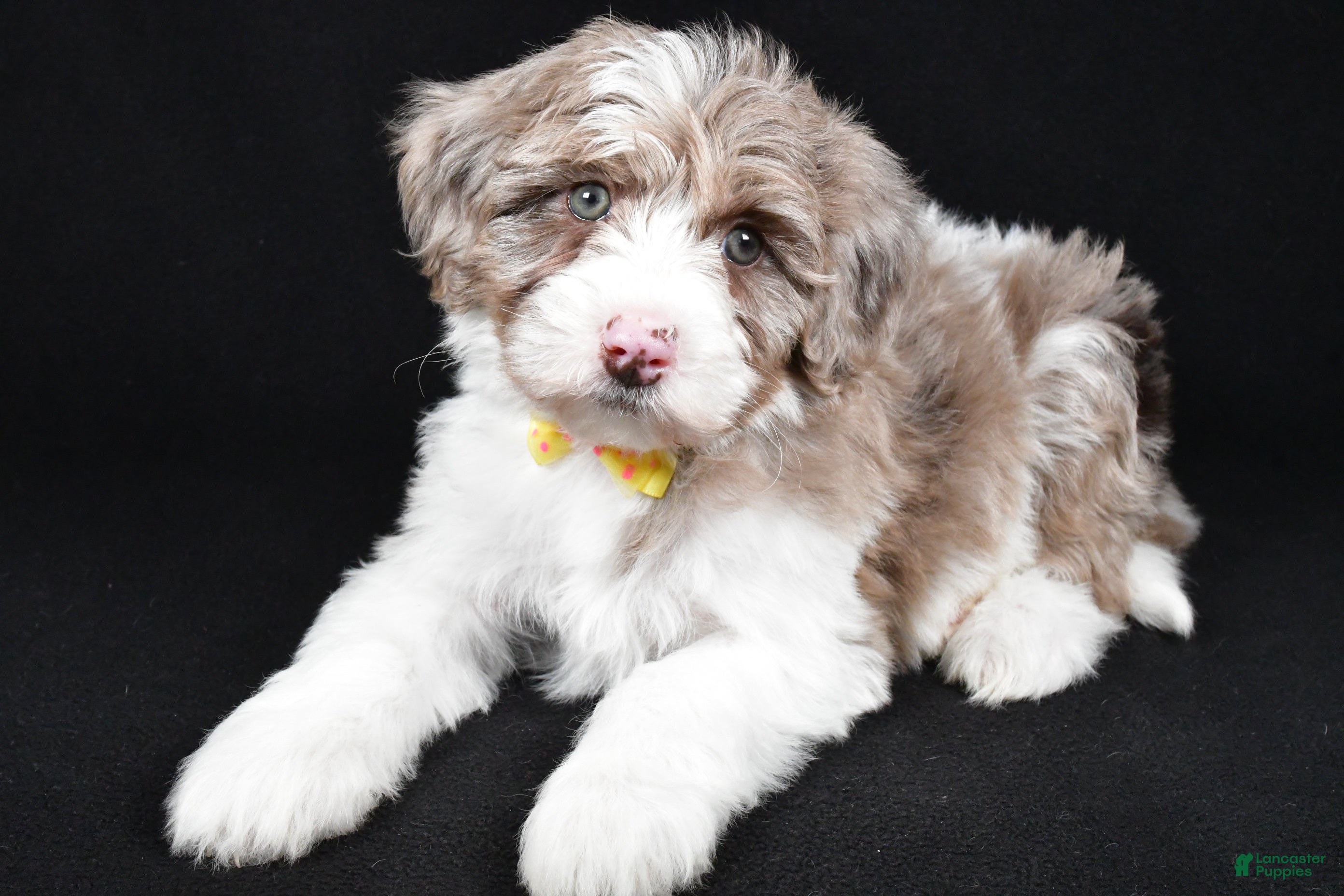 Sheepadoodle dogs Champion - Ad 8