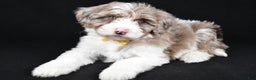 Sheepadoodle dogs for sale: Champion - Ad 1
