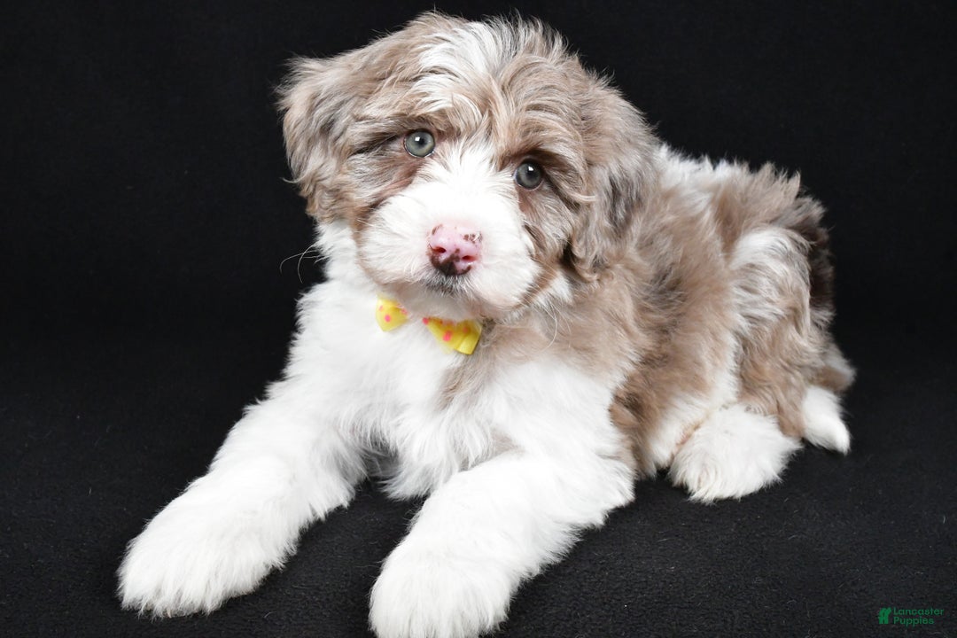 Sheepadoodle dogs for sale: Champion - Ad 1