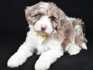 Sheepadoodle dogs Champion - Ad 21