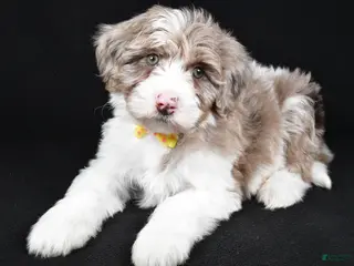 Sheepadoodle dogs Champion - Ad 13