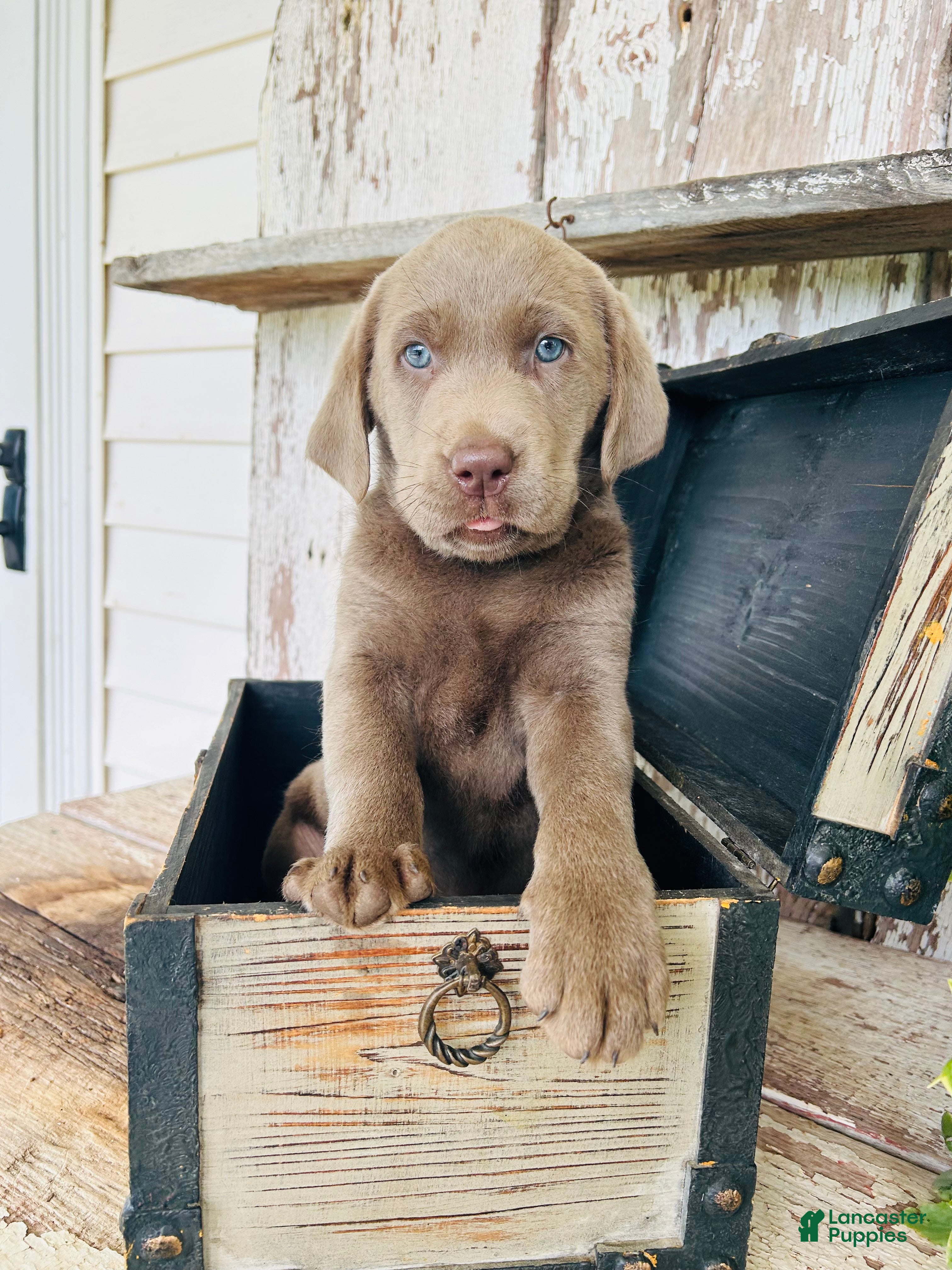 Labrador Retriever dogs Aspen  - Ad 1