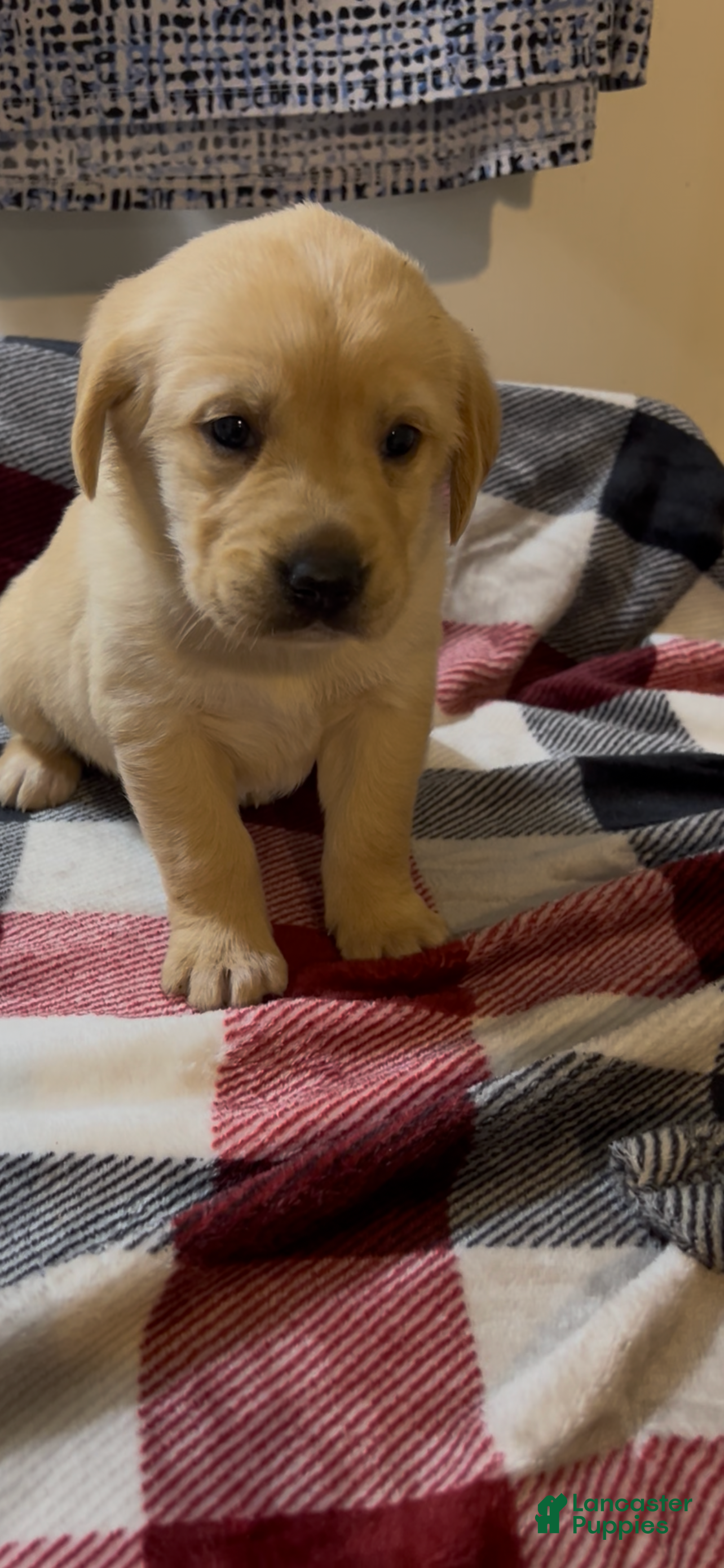 Goldador dogs Goldador Puppy 2 - Ad 22