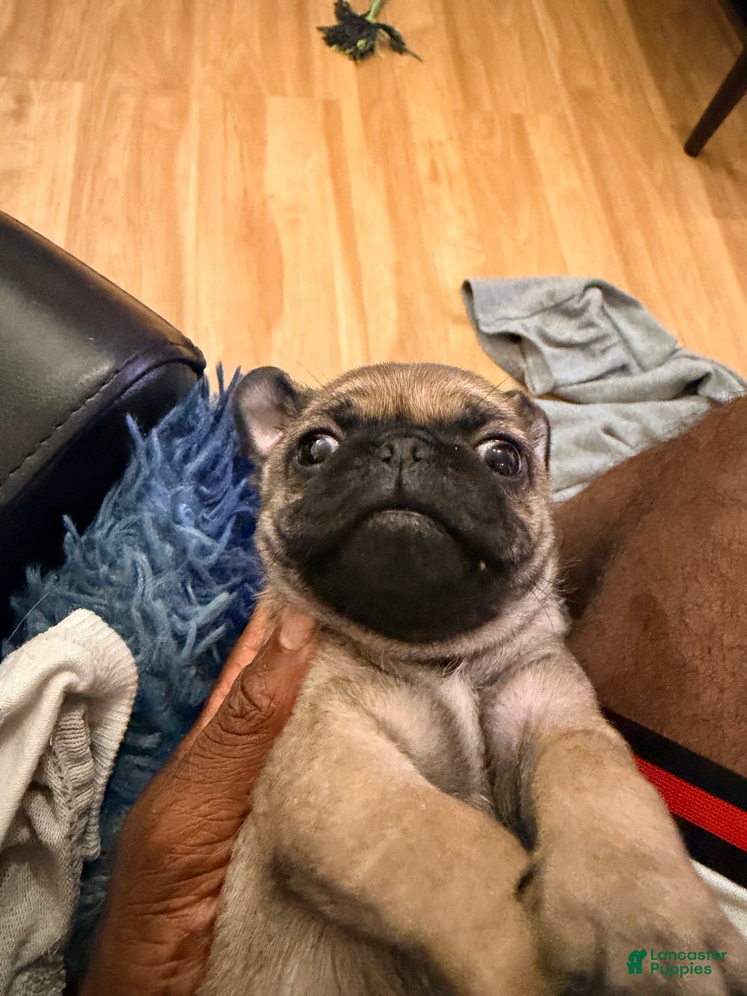 Pug dogs for sale: Pug Puppy 3 - Ad 6