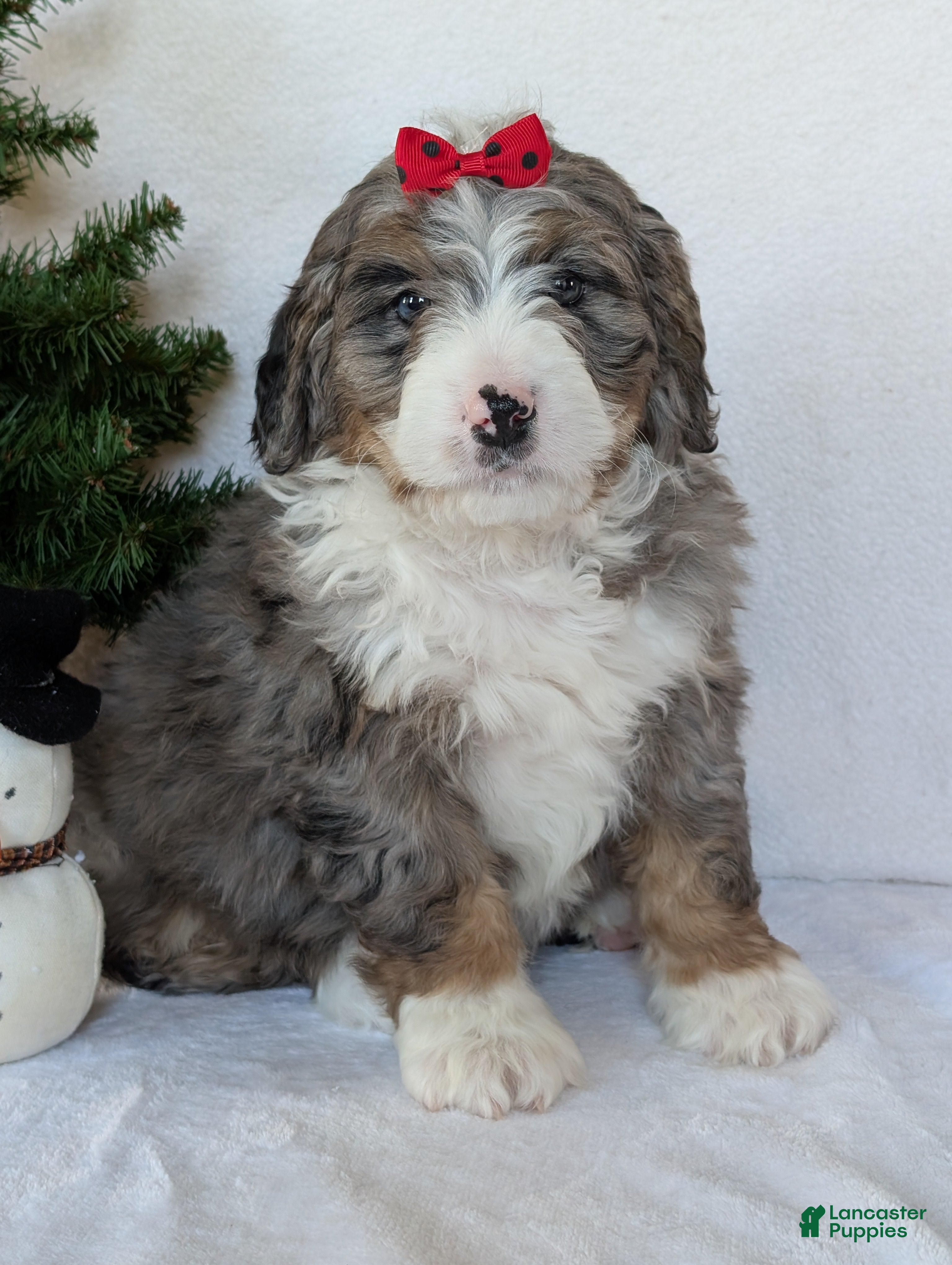Mini Bernedoodle dogs Mini Bluey - Ad 10