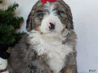 Mini Bernedoodle dogs Mini Bluey - Ad 14