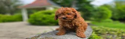 Cavapoo dogs for sale: Henry - Ad 6