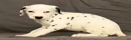 Dalmatian dogs for sale: Rita - Ad 8